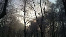 Gli alberi dell'inverno 02